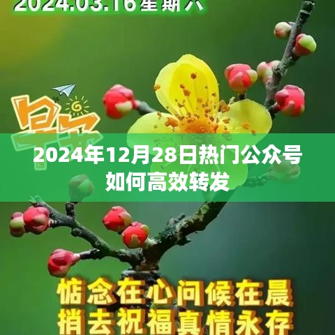 2024年公众号高效转发策略，提升影响力的秘诀