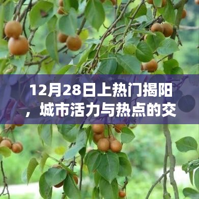 揭阳城市活力与热点交织，揭秘十二月二十八日热门事件