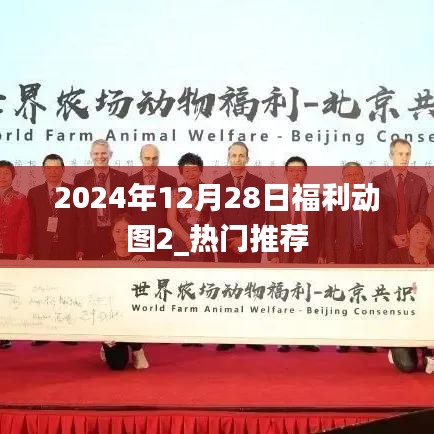 2024年福利动图精选，热门推荐来袭！