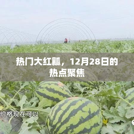 热门大红瓤，聚焦热点，引领风尚