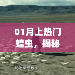 揭秘热门蝗虫生态影响及防治策略