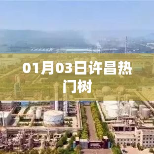 许昌热门树，一探当地独特风景