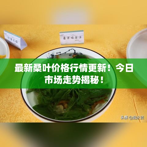 最新桑叶价格行情更新！今日市场走势揭秘！