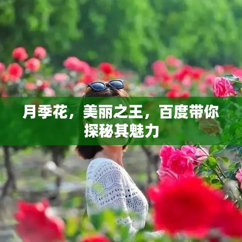 月季花，美丽之王，百度带你探秘其魅力