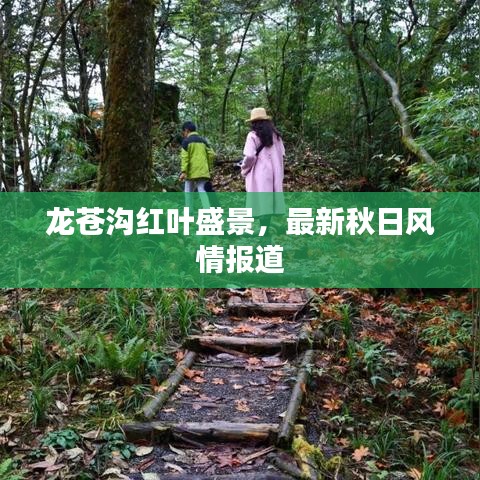 龙苍沟红叶盛景，最新秋日风情报道