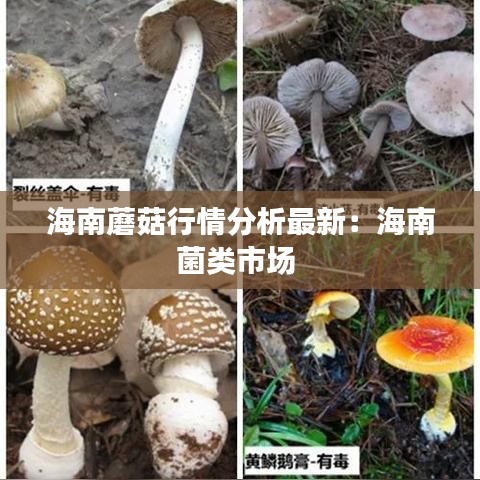 海南蘑菇行情分析最新：海南菌类市场 