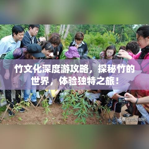 竹文化深度游攻略，探秘竹的世界，体验独特之旅！