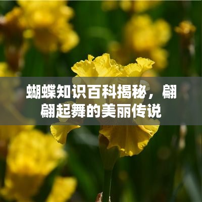 蝴蝶知识百科揭秘，翩翩起舞的美丽传说