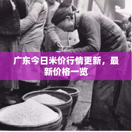 广东今日米价行情更新，最新价格一览