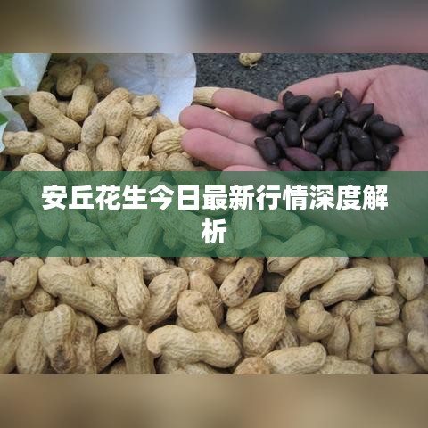 安丘花生今日最新行情深度解析