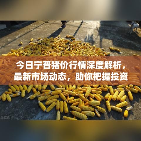 今日宁晋猪价行情深度解析，最新市场动态，助你把握投资机遇