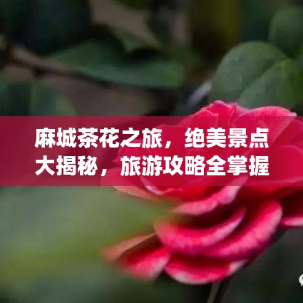 麻城茶花之旅，绝美景点大揭秘，旅游攻略全掌握