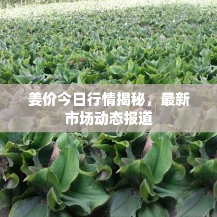 姜价今日行情揭秘，最新市场动态报道