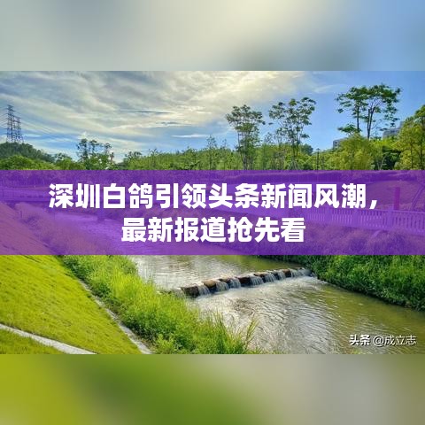 深圳白鸽引领头条新闻风潮，最新报道抢先看