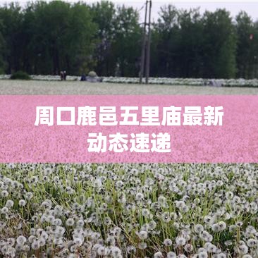 周口鹿邑五里庙最新动态速递