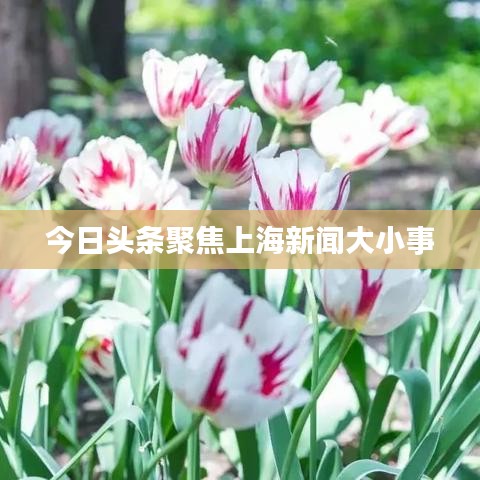 今日头条聚焦上海新闻大小事