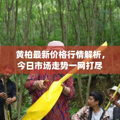 黄柏最新价格行情解析，今日市场走势一网打尽