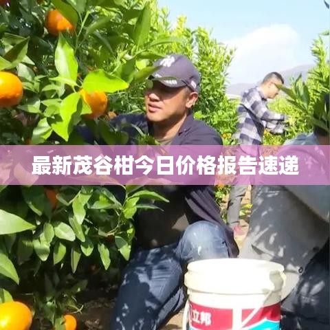 最新茂谷柑今日价格报告速递