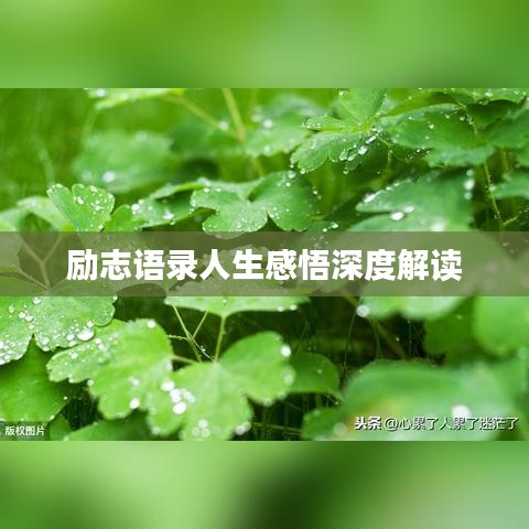 励志语录人生感悟深度解读