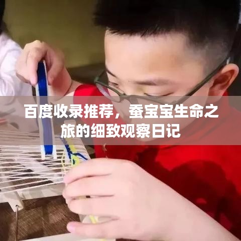 百度收录推荐，蚕宝宝生命之旅的细致观察日记