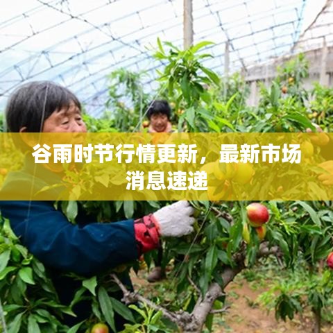 谷雨时节行情更新，最新市场消息速递