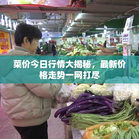 菜价今日行情大揭秘，最新价格走势一网打尽
