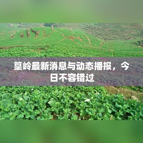 篁岭最新消息与动态播报，今日不容错过