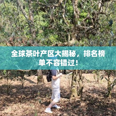 全球茶叶产区大揭秘，排名榜单不容错过！