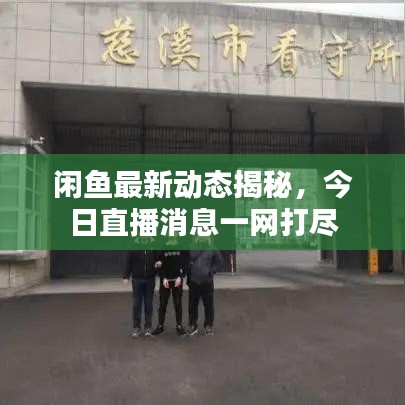 闲鱼最新动态揭秘，今日直播消息一网打尽