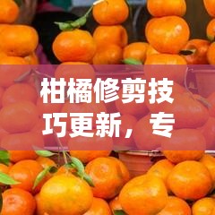 柑橘修剪技巧更新，专业操作指南与最新视频教程