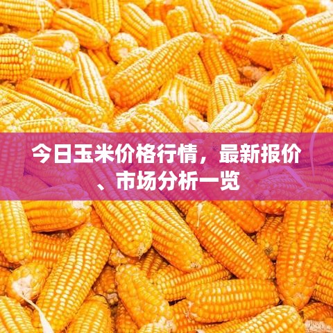 今日玉米价格行情，最新报价、市场分析一览