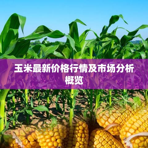 玉米最新价格行情及市场分析概览