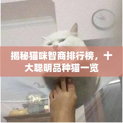揭秘猫咪智商排行榜，十大聪明品种猫一览