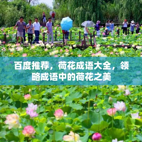 百度推荐，荷花成语大全，领略成语中的荷花之美