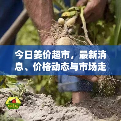 今日姜价超市，最新消息、价格动态与市场走势深度解析