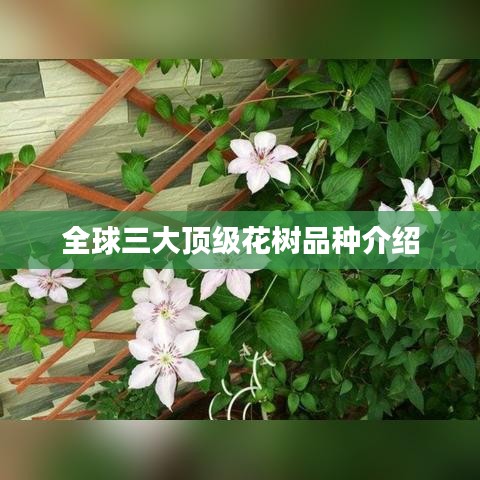 全球三大顶级花树品种介绍