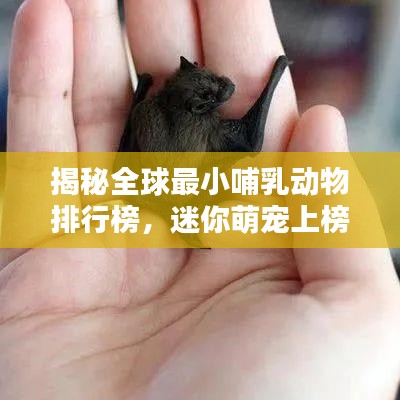 揭秘全球最小哺乳动物排行榜，迷你萌宠上榜！
