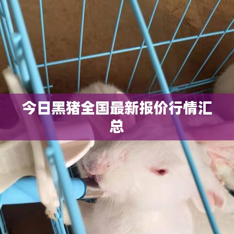 今日黑猪全国最新报价行情汇总