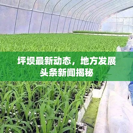 坪坝最新动态，地方发展头条新闻揭秘