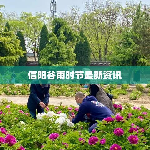 信阳谷雨时节最新资讯
