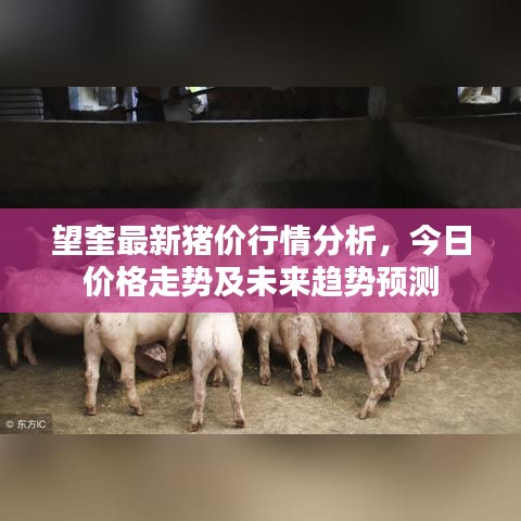 望奎最新猪价行情分析，今日价格走势及未来趋势预测