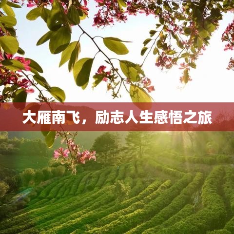 大雁南飞，励志人生感悟之旅