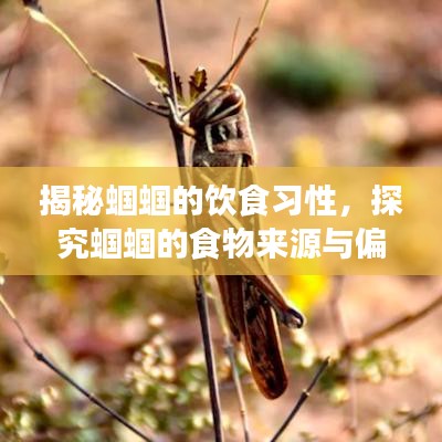 揭秘蝈蝈的饮食习性，探究蝈蝈的食物来源与偏好