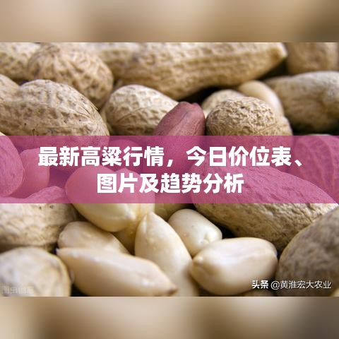 最新高粱行情，今日价位表、图片及趋势分析