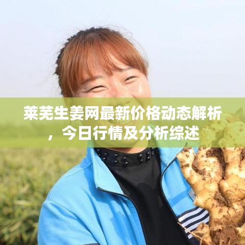 莱芜生姜网最新价格动态解析，今日行情及分析综述