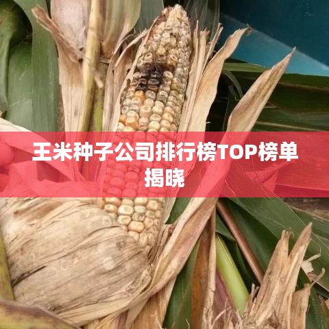 王米种子公司排行榜TOP榜单揭晓