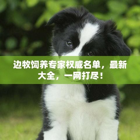 边牧饲养专家权威名单，最新大全，一网打尽！