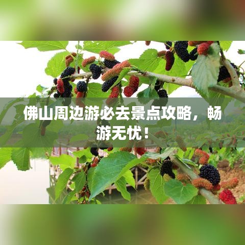 佛山周边游必去景点攻略，畅游无忧！