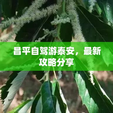 昌平自驾游泰安，最新攻略分享