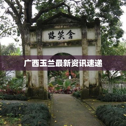 广西玉兰最新资讯速递